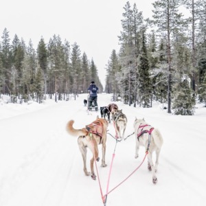 Two Day Husky Safari