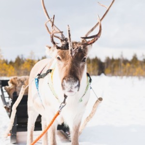 Visit a Local Reindeer Farm