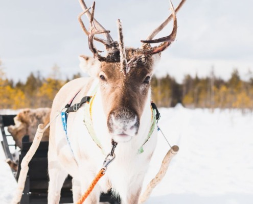 Visit a Local Reindeer Farm
