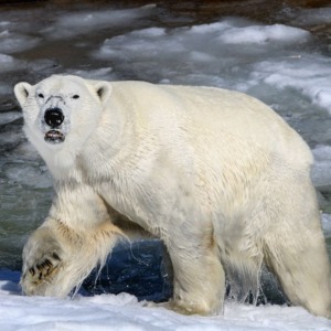 Visit to Ranua Wildlife Park