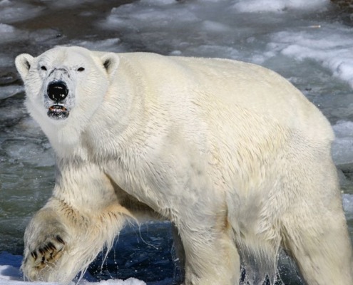 Visit to Ranua Wildlife Park