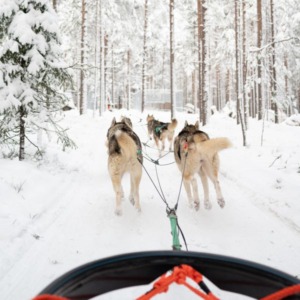 Husky Park Visit with 5 km Husky Ride