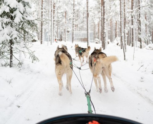 Husky Park Visit with 5 km Husky Ride
