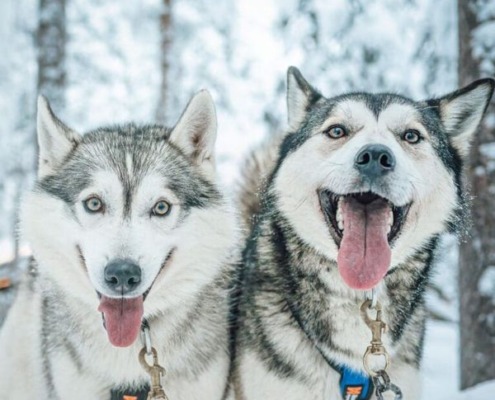 Husky Park Visit with 500 m Husky Ride