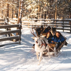 Magical Reindeer Safari from Santa Claus Village to a Reindeer Farm