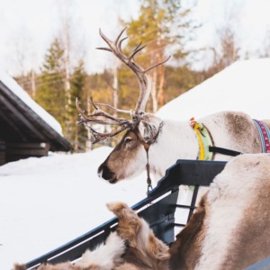 Taste of Traditional Lappish Life: Reindeer Safari & Ice Fishing