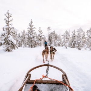 10 km Evening Husky sleigh ride in Levi, Lapland