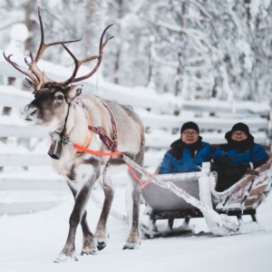 2-hour Visit to a Traditional Reindeer Farm in Levi with Reindeer Feeding & Sleigh Ride