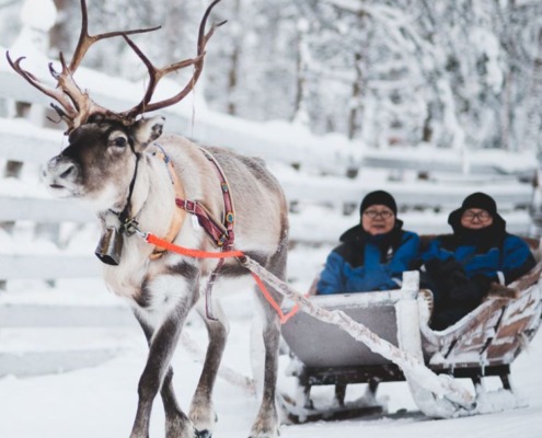 2-hour Visit to a Traditional Reindeer Farm in Levi with Reindeer Feeding & Sleigh Ride