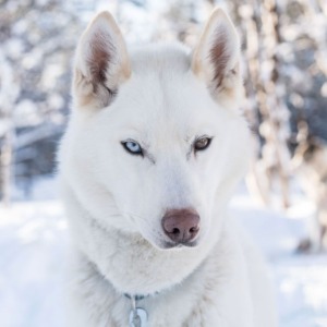 One-day Husky Safari with Campfire Lunch