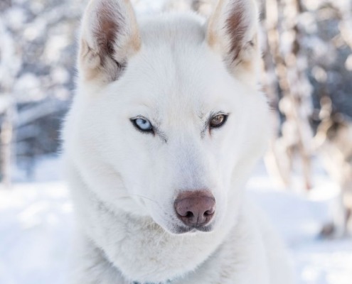 One-day Husky Safari with Campfire Lunch