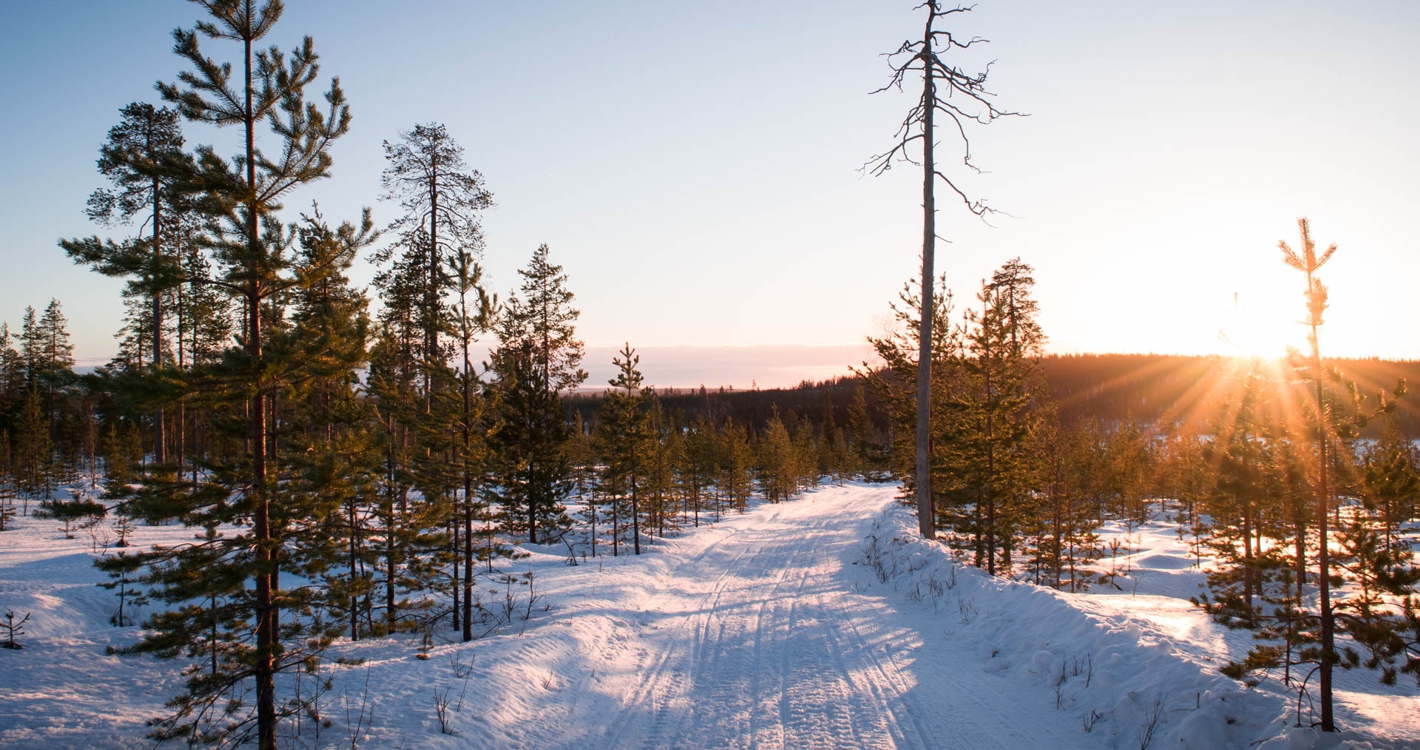 Full Day Snowmobile Safari to the Wilderness with Lunch by Wild Nordic in Rovaniemi Finland