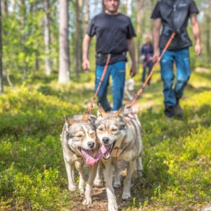 Hiking with a Husky