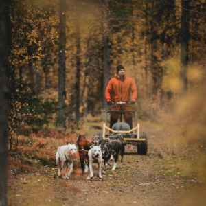 Husky Cart Ride to Search for the Northern Lights