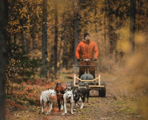 Husky Cart Ride to Search for the Northern Lights