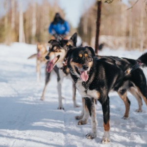The Husky Forest Escape 2-hour, 10km husky safari in Rovaniemi, Finland