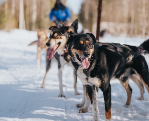 The Husky Forest Escape 2-hour, 10km husky safari in Rovaniemi, Finland