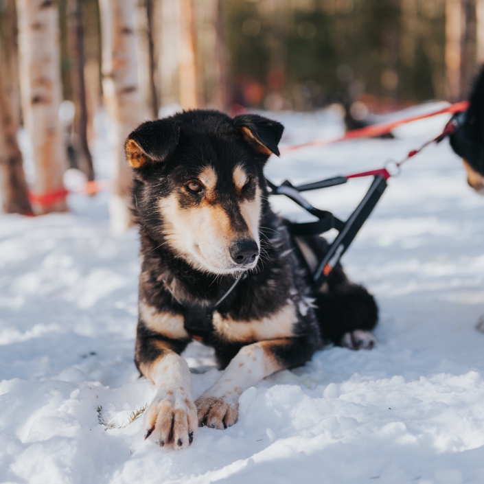 The Husky Forest Escape 2-hour, 10km husky safari in Rovaniemi, Finland