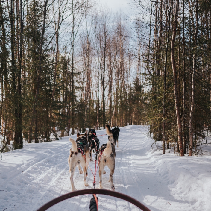 The Husky Forest Escape 2-hour, 10km husky safari in Rovaniemi, Finland