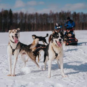 Trail of Tails: Step in the Mushing Life 5km / 90 minute husky safari in Rovaniemi Finland