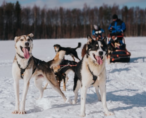Trail of Tails: Step in the Mushing Life 5km / 90 minute husky safari in Rovaniemi Finland
