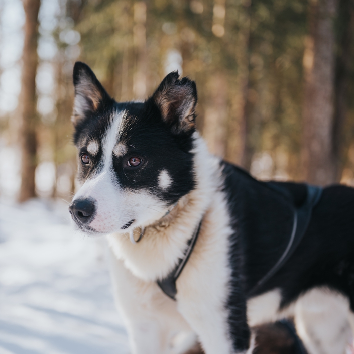 Trail of Tails: Step in the Mushing Life 5km / 90 minute husky safari in Rovaniemi Finland