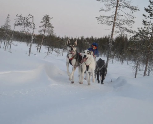 10 km Husky Safari: Special December Departures