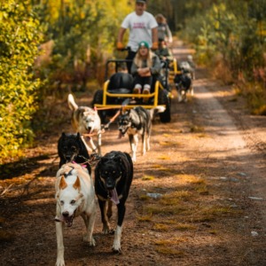 Husky on Wheels: Autumn Adventure Tour Wild Nordic Finland Rovaniemi Finland