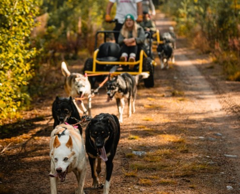 Husky on Wheels: Autumn Adventure Tour Wild Nordic Finland Rovaniemi Finland
